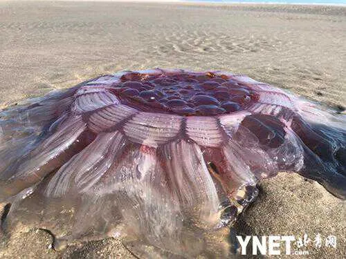 生物设计